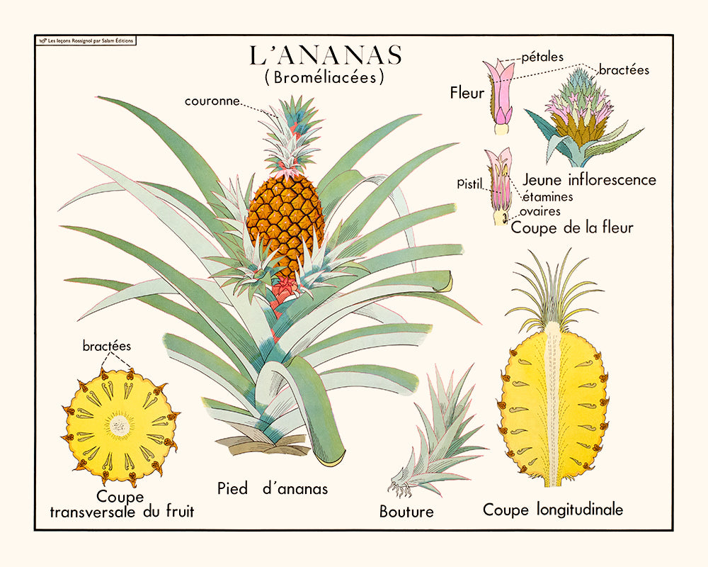 L'ananas