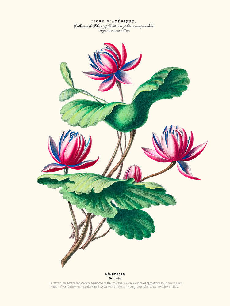Nénuphear - Flore d'Amérique