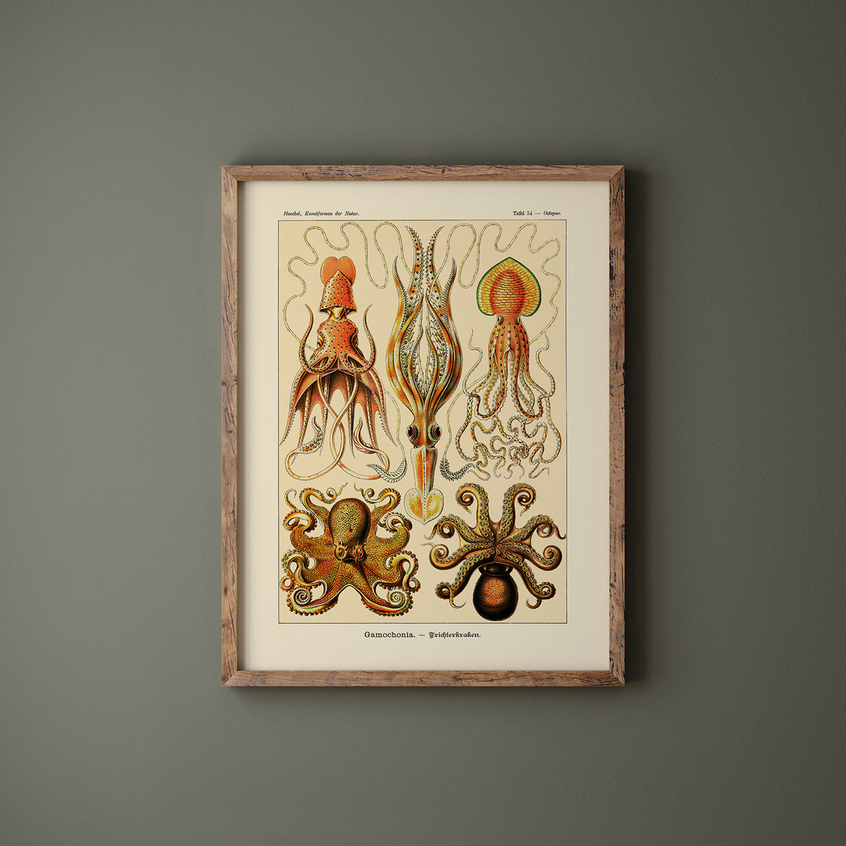 Octopus