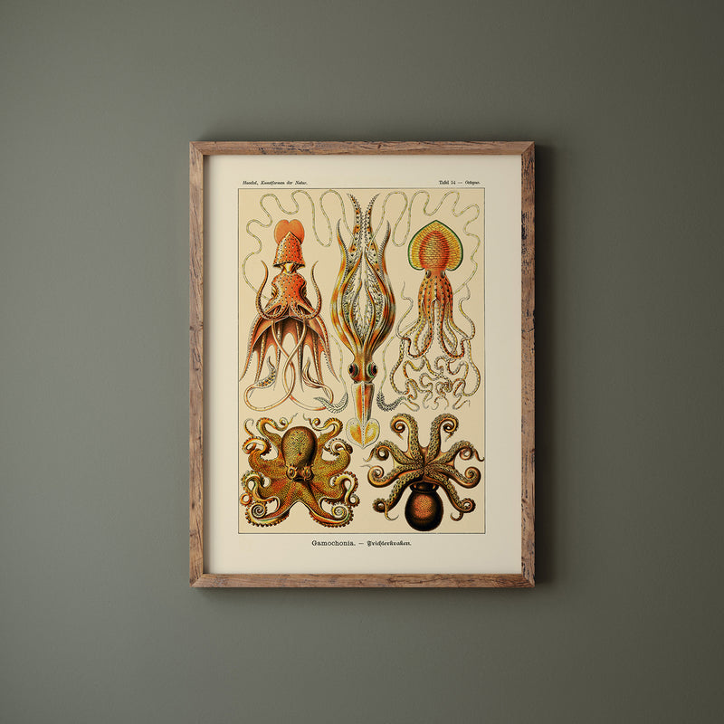 Octopus