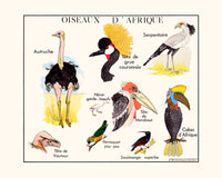 Les oiseaux d'Afrique