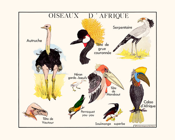 Les oiseaux d'Afrique