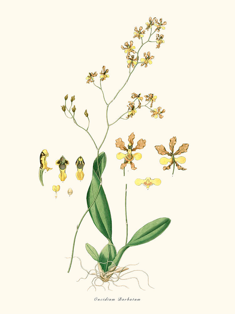 Oncidium Barbatum