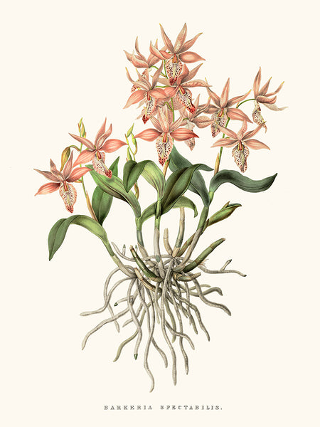 Barkeria Orchid
