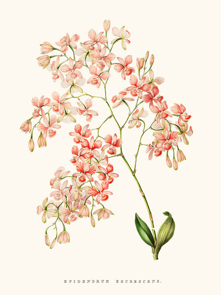 Pink Epidendrum Orchid