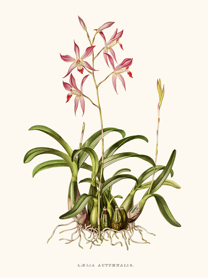 orquídea laelia