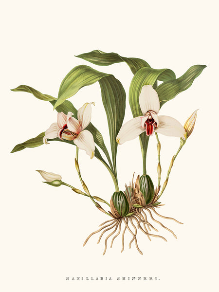 Orchidée Maxillaria
