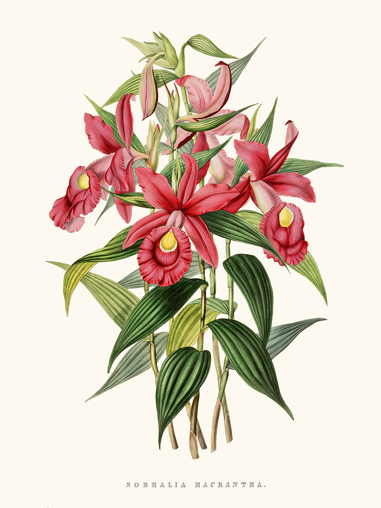 Orchid Sobralia