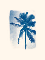 Palmier de Guadeloupe LPB