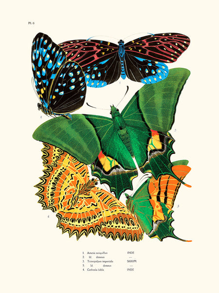 Papillons Séguy PL6
