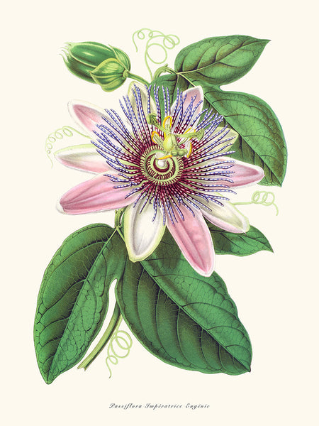 Passiflora Imperatrice Eugenie