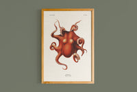 Copie de Cephalopode Polypus Levis Hoyle