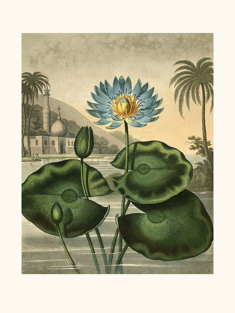 Waterlily