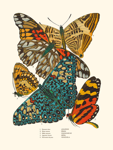 Papillons Séguy PL3