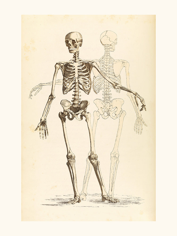 Skeleton study