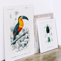 Toucan