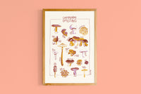 Copie de Champignons