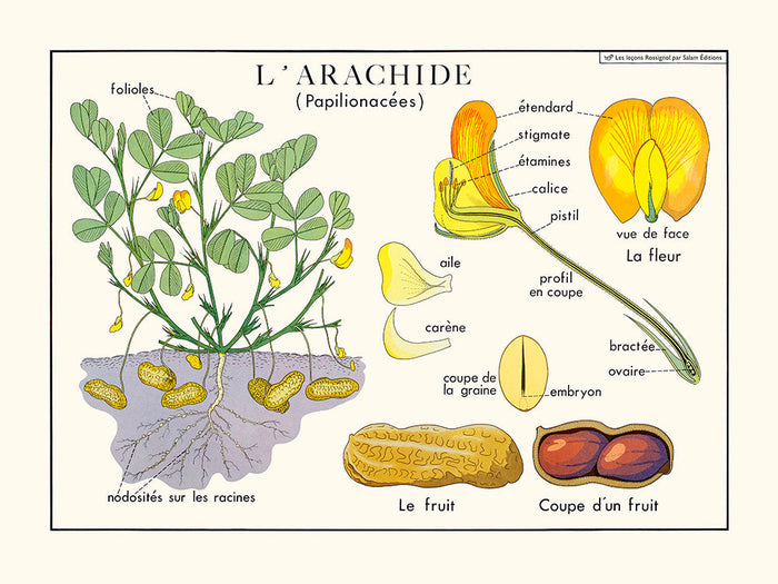 L'arachide