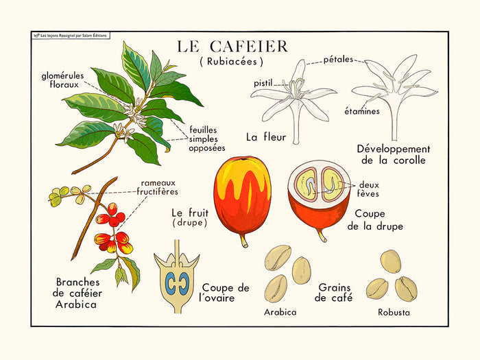 Le caféier