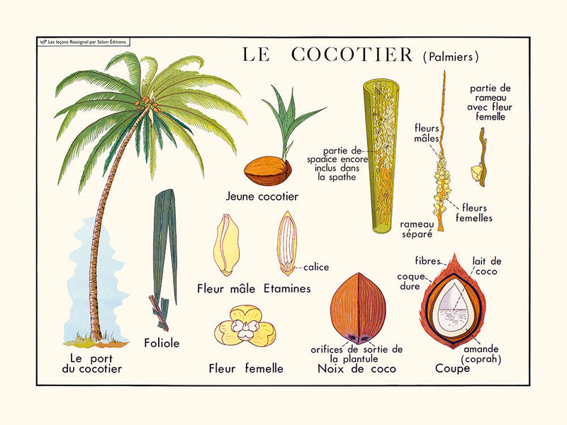 Le cocotier