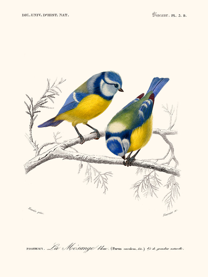 blue tit