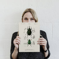 beetles