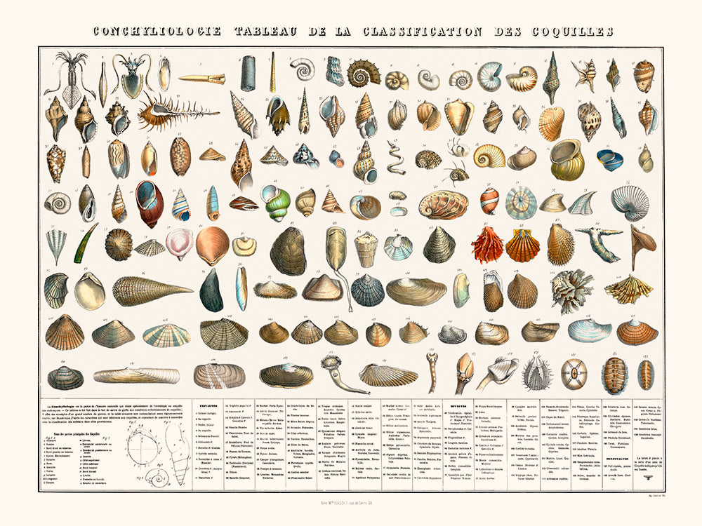 Table of shells