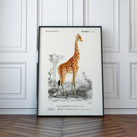 Girafe