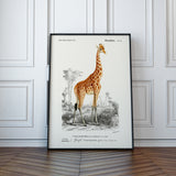 Girafe